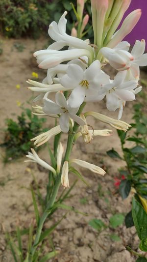 Tuberose