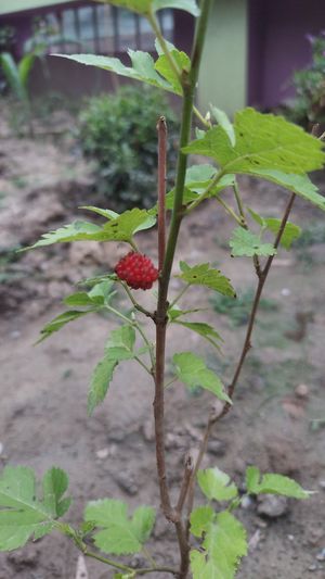 Blackberry Plant