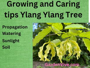 Grow Ylang Ylang Tree