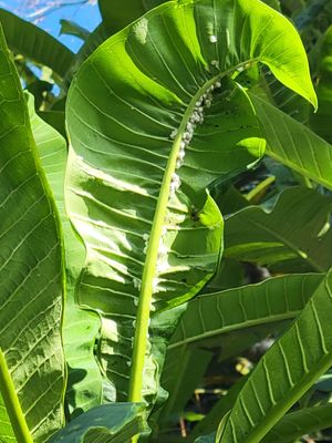 Mealybugs on Plumeria