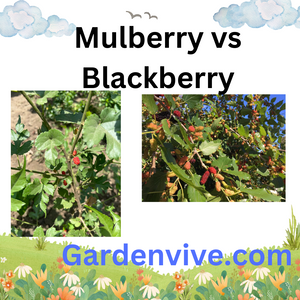 Difference between Blackberry and Mulberry with photos