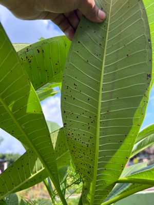 Brown spots on Plumeria leaves