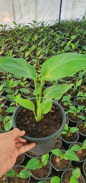 Growing Bird of Paradise from Seed