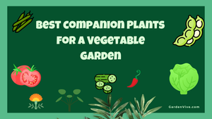 Best Companion Plants for Vegetable Garden