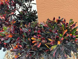 Mealybugs on Crotons