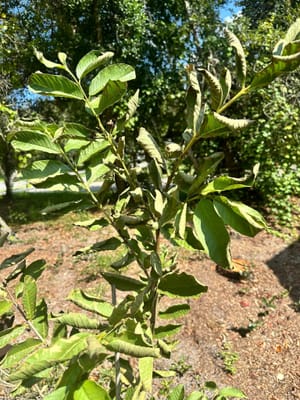 Guava Leaves Getting Dry and Curling - Recover it