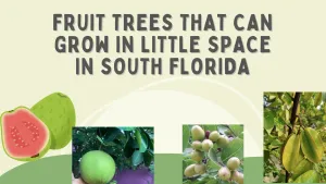 Fruit trees to grow in small areas in South Florida