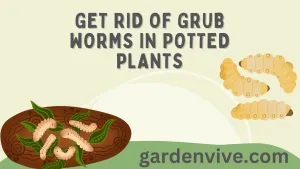 Get Rid of Grub Worms in Potted Plants