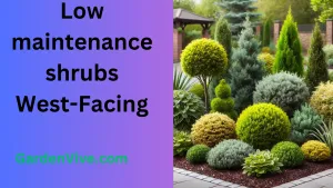 Low maintenance shrubs for a west-facing area in Florida