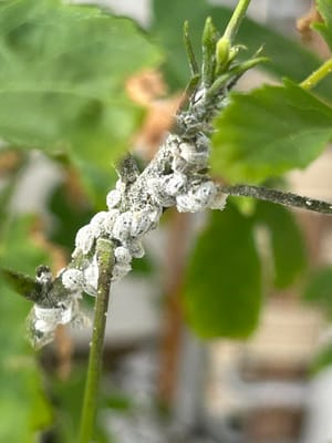 Mealybugs on Hibiscus