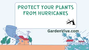 Protect Your Plants from Hurricanes