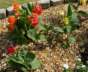 Encourage canna lilies to bloom