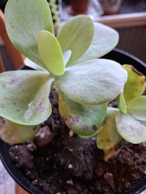 White Powder on Flapjack Succulent - Is it normal