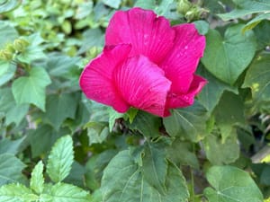 Confederate Rose Propagation