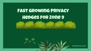 Fast Growing Hedges for Privacy - Zone 9