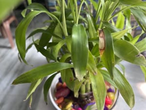 Lucky Bamboo Leaves turning Brown