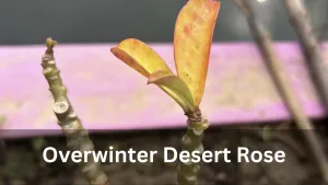 Overwinter Desert Rose - Winter Care