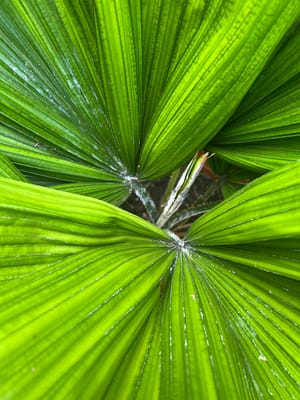 Mealybugs on Palm