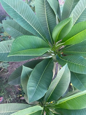 Plumeria not blooming