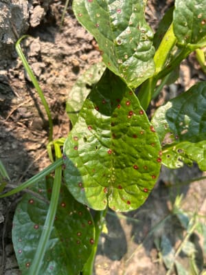 Red Spots on Malabar Spinach Leaves