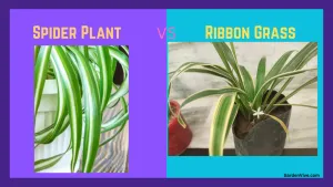 Ribbon Grass Vs. Spider Plant