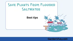 Save Plants Flooded by Saltwater