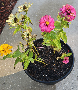 zinnia leaves drying up