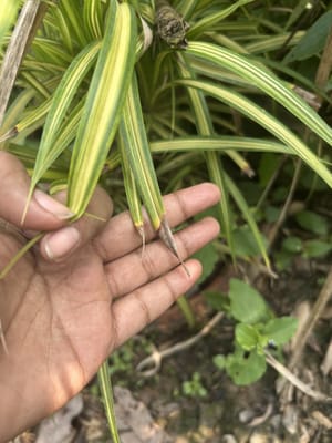 Spider Plant Leaves Turning Brown