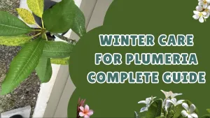 Winter Care for Plumeria