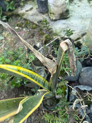 Snake Plant Leaves Turning Brown and Drying out