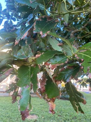 Avocado Leaves Turning Brown