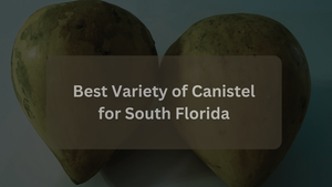 Best Variety of Canistel for South Florida