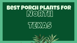 Porch plants for North Texas