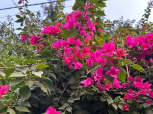 Bougainvillea In Florida