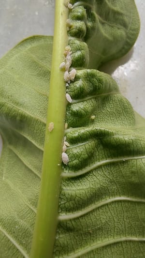 Mealybugs on Plumeria