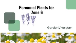 Perennial Plants for  Zone 6