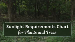 Sunlight Requirements Chart for Plants and Trees