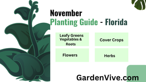 What to Plant in November in Florida