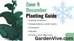 Zone 9 December Planting Guide