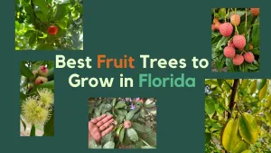 Best Fruit Trees to Grow in Florida