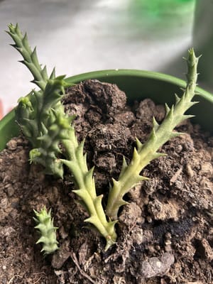 stapelia turning yellow