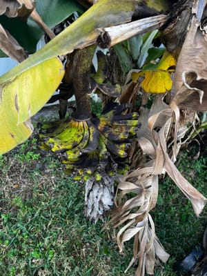 Bananas are turning black on the tree