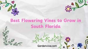 Flowering Vines for South Florida