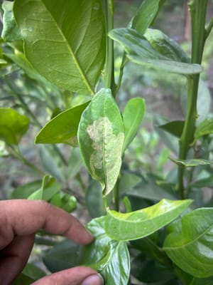 Leaf Miner on Citrus