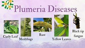 Plumeria Diseases