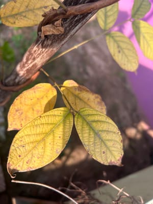 Rangoon Creeper Leaves Turning Yellow