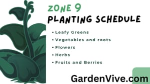 Zone 9 Planting Schedule