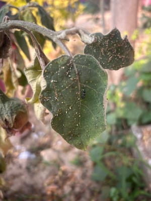 Aphids on eggplant