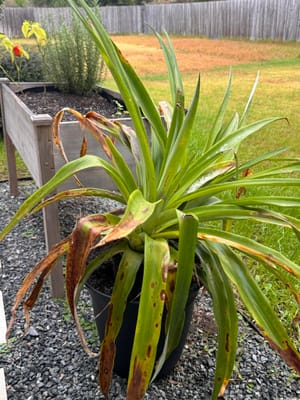 pineapple leaves turning brown