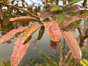 Guava Leaves Turning Purple